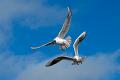 416 - SCREAMING GULLS - BENGTSSON LESTANDER MIKAEL - sweden